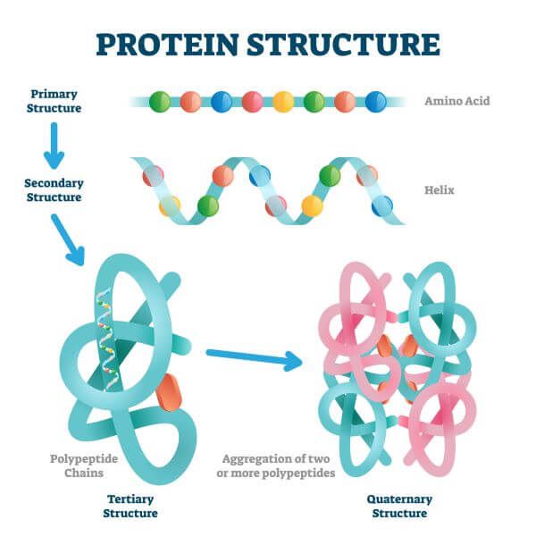 ai in protein folding illustration of protein folding stages.